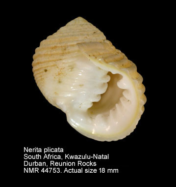 Nerita plicata (4).jpg - Nerita plicata Linnaeus,1758